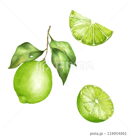 Lime illustration. Citrus fruit branch lime isolated on white background. 119954891