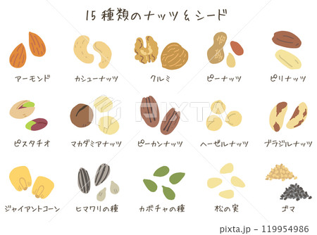 15種類のナッツ&シード（ベクターあり） 119954986