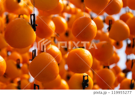 吊るし柿 市田柿の写真 吊るし柿 市田柿の写真 119955277
