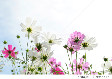 コスモス畑の風景 コスモス畑の風景 119955377