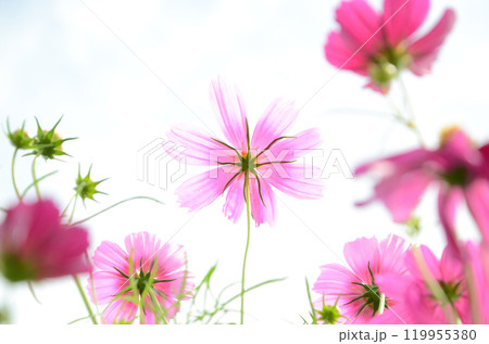 コスモス畑の風景 119955380