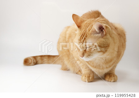 猫ちゃん親子の日常風景 119955428