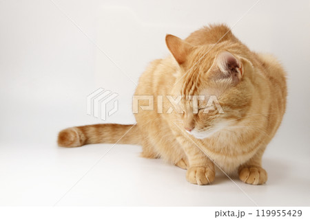 猫ちゃん親子の日常風景 猫ちゃん親子の日常風景 119955429