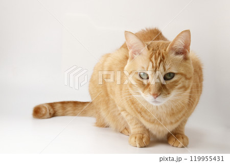 猫ちゃん親子の日常風景 119955431