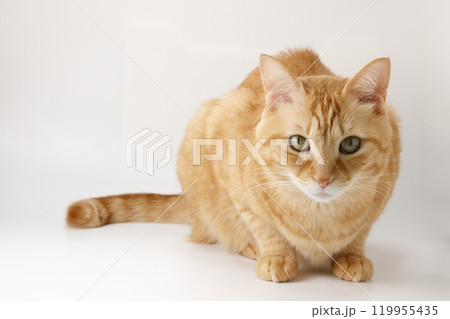 猫ちゃん親子の日常風景 猫ちゃん親子の日常風景 119955435