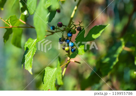 Berries of Ampelopsis heterophylla close up 119955786
