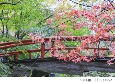 伊香保温泉 河鹿橋 秋 紅葉 伊香保温泉 河鹿橋 秋 紅葉 119955992