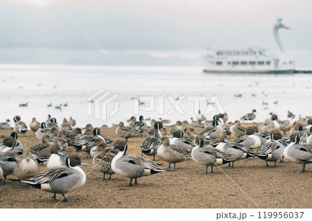 Lake Inawashiro in winter with tourists sightseeing boat and teal Ducks and Swan in Fukushima Prefecture, Tohoku Region, Japan. Landmark for tourist attractions and vacation holiday concept 119956037