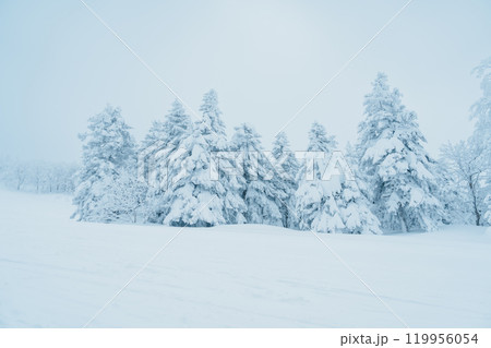 View of Snow monster in Winter day at Mount Zao, Yamagata prefecture, Japan. powder snow covered in frosty weather. Travel, Adventure and Vacation background 119956054