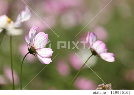ピンクの可憐なコスモスの花 119956162