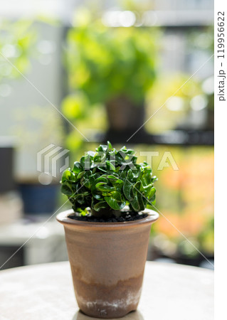 秋の塊根植物　アデニウム ドーセットホーン 獅子葉	 119956622