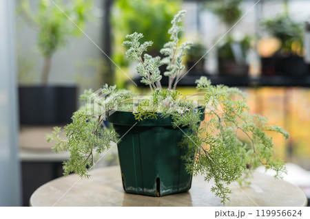 秋の塊根植物 ぺラルゴニウム トリステ 秋の塊根植物 ぺラルゴニウム トリステ 119956624