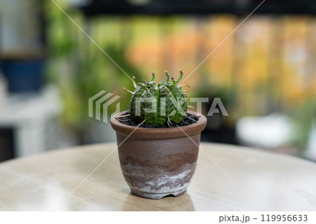 秋の塊根植物　ユーフォルビア バリダ	 119956633