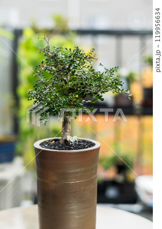 秋の塊根植物　オペルクリカリア パキプス 119956634