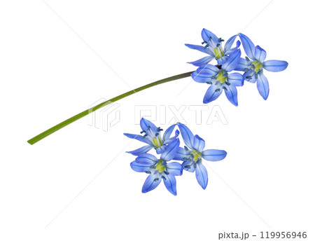 Set of Blue scilla flower isolated on white background 119956946