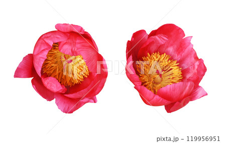 Set of coral peony flowers isolated Set of coral peony flowers isolated 119956951