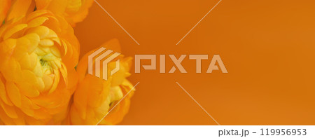 Floral border with ranunculus flowers on orange background 119956953