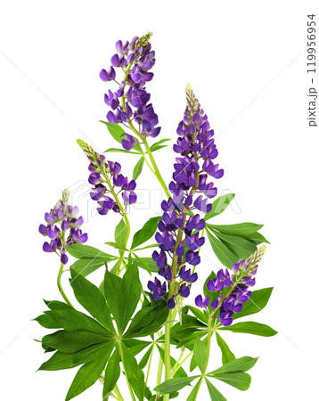 Lupinus polyphyllus purple flowers and green leaves in a floral summer composition isolated Lupinus polyphyllus purple flowers and green leaves in a floral summer composition isolated 119956954
