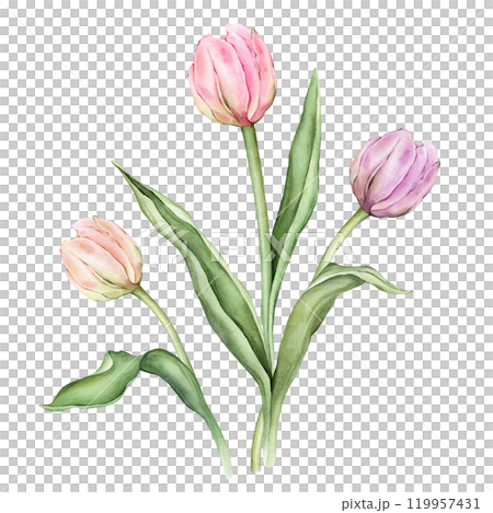Bouquet of Pastel pink light violet yellow Tulips and open bud watercolor illustration isolated. Hand drawn delicate garden composition perennial bulbous flower for spring wedding design or card. Bouquet of Pastel pink light violet yellow Tulips and open bud watercolor illustration isolated. Hand drawn delicate garden composition perennial bulbous flower for spring wedding design or card. 119957431