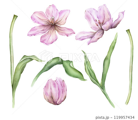 Set of Pastel violet light Tulips and open bud watercolor illustration isolated on white background. Hand drawn delicate garden spring perennial bulbous flower for spring wedding design or card Set of Pastel violet light Tulips and open bud watercolor illustration isolated on white background. Hand drawn delicate garden spring perennial bulbous flower for spring wedding design or card 119957434