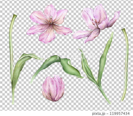 Set of Pastel violet light Tulips and open bud watercolor illustration isolated on white background. Hand drawn delicate garden spring perennial bulbous flower for spring wedding design or card Set of Pastel violet light Tulips and open bud watercolor illustration isolated on white background. Hand drawn delicate garden spring perennial bulbous flower for spring wedding design or card 119957434