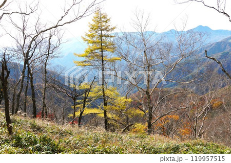 奥日光の秋 半月山登山道より望む紅葉の風景 奥日光の秋 半月山登山道より望む紅葉の風景 119957515