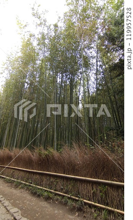 京都嵐山竹林の小径 京都嵐山竹林の小径 119957528