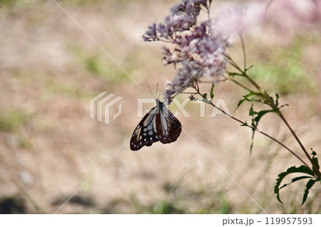 フジバカマで吸蜜中のアサギマダラ 119957593