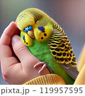 手に乗るセキセイインコ 119957595