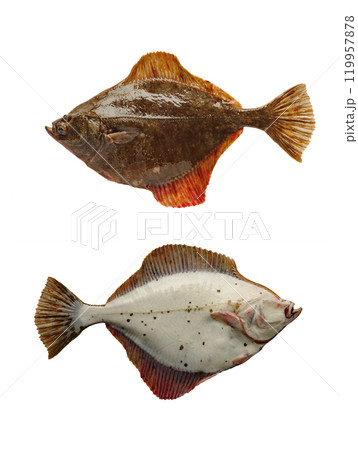left side turbot  isolated on white background 119957878