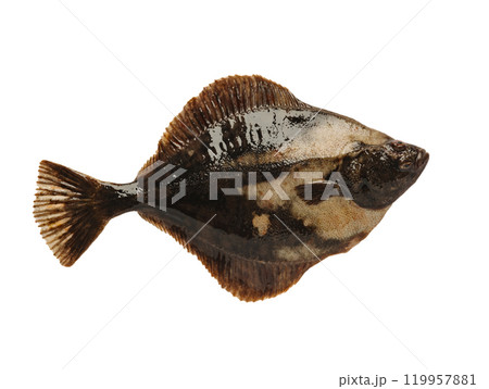 turbot right side isolated on white background 119957881