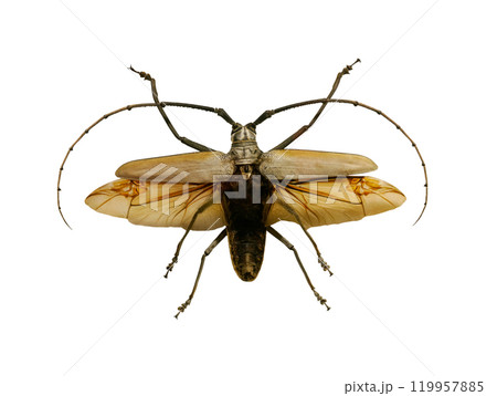 Callipogon armillatus isolated on white background Callipogon armillatus isolated on white background 119957885