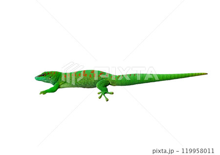 madagascar giant day gecko isolated on white background 119958011