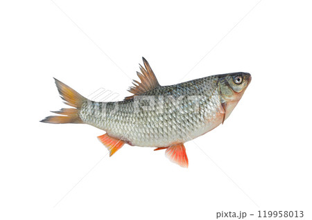 common roach isolated on white background 119958013