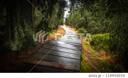 A winding wooden path leads through the lush Jizerka Peat Bog in the Jizera Mountains, surrounded by dense greenery and the peaceful atmosphere of nature. A winding wooden path leads through the lush Jizerka Peat Bog in the Jizera Mountains, surrounded by dense greenery and the peaceful atmosphere of nature. 119958039