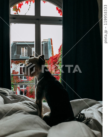 Silhouette of a small dog Yorkshire terrier sitting on a bed in a background of a window overlooking the vine-covered facade of old house. Pet at home Silhouette of a small dog Yorkshire terrier sitting on a bed in a background of a window overlooking the vine-covered facade of old house. Pet at home 119958333