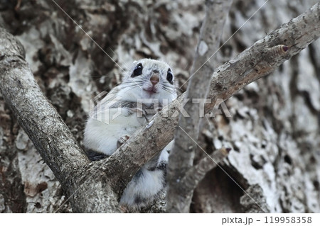 エゾモモンガ エゾモモンガ 119958358