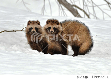 エゾタヌキ エゾタヌキ 119958404