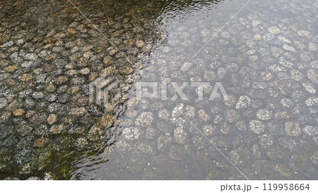 下賀茂神社御手洗池 119958664