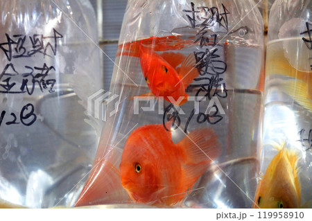 香港・通菜街（金魚街）で、ビニール袋に入れられて売られる金魚 119958910