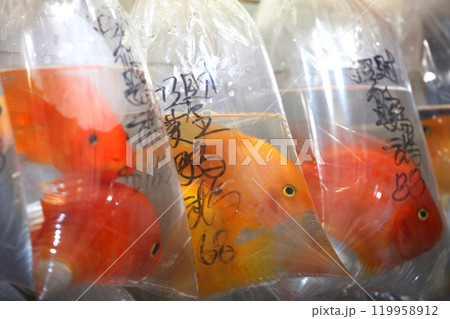 香港・通菜街(金魚街)で、ビニール袋に酸素とともに入れられて売られる金魚や熱帯魚 香港・通菜街(金魚街)で、ビニール袋に酸素とともに入れられて売られる金魚や熱帯魚 119958912