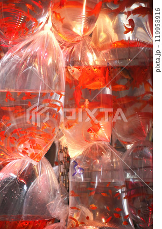 香港・通菜街(金魚街)で、ビニール袋に酸素とともに入れられて売られる金魚や熱帯魚 香港・通菜街(金魚街)で、ビニール袋に酸素とともに入れられて売られる金魚や熱帯魚 119958916