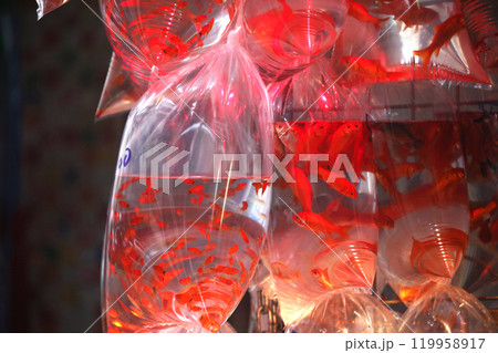 香港・通菜街（金魚街）で、ビニール袋に酸素とともに入れられて売られる金魚や熱帯魚 119958917