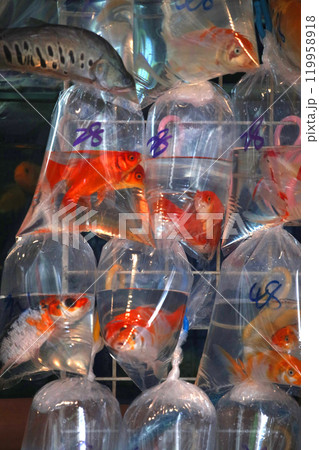 香港・通菜街(金魚街)で、ビニール袋に酸素とともに入れられて売られる金魚や熱帯魚 香港・通菜街(金魚街)で、ビニール袋に酸素とともに入れられて売られる金魚や熱帯魚 119958918