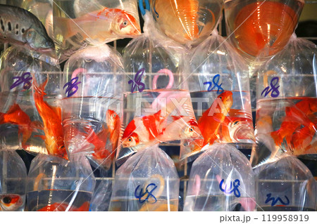 香港・通菜街(金魚街)で、ビニール袋に酸素とともに入れられて売られる金魚や熱帯魚 香港・通菜街(金魚街)で、ビニール袋に酸素とともに入れられて売られる金魚や熱帯魚 119958919