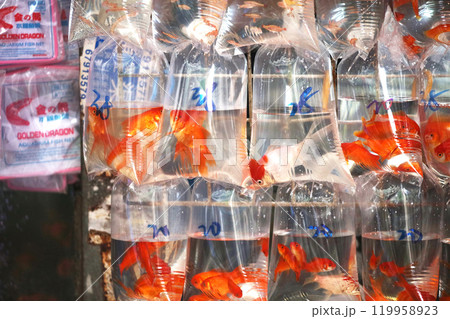 香港・通菜街（金魚街）で、ビニール袋に酸素とともに入れられて売られる金魚や熱帯魚 119958923