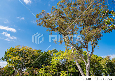 豊公園の樹林　長浜城の城跡公園　滋賀県長浜市 119959093