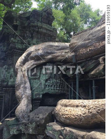 【カンボジア】タ・プローム遺跡の建物に絡みつく巨大な樹木(シェムリアップ) 【カンボジア】タ・プローム遺跡の建物に絡みつく巨大な樹木(シェムリアップ) 119959193
