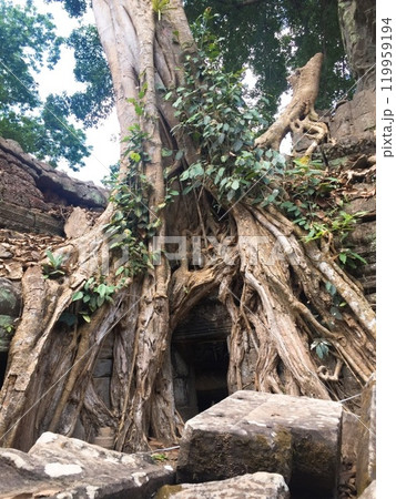【カンボジア】タ・プローム遺跡の建物に絡みつく巨大な樹木(シェムリアップ) 【カンボジア】タ・プローム遺跡の建物に絡みつく巨大な樹木(シェムリアップ) 119959194
