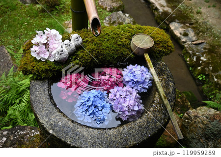 京都府長岡京市楊谷寺 あじさいの花手水 119959289